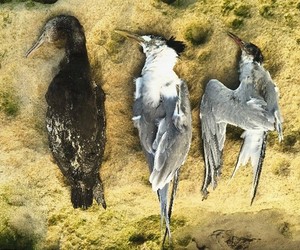 Marine Bird Alert: Sick and Dying Birds