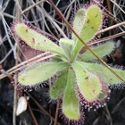 Caledon Wild Flower Garden - Xplorio™ Caledon Caledon Wild Flower Garden - Xplorio™ Caledon