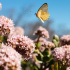 Caledon Wild Flower Garden - Xplorio™ Caledon Caledon Wild Flower Garden - Xplorio™ Caledon