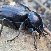 Caledon Wild Flower Garden - Xplorio™ Caledon