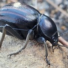 Caledon Wild Flower Garden - Xplorio™ Caledon Caledon Wild Flower Garden - Xplorio™ Caledon