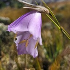 Caledon Wild Flower Garden - Xplorio™ Caledon Caledon Wild Flower Garden - Xplorio™ Caledon