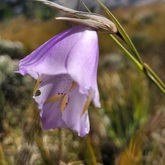 Caledon Wild Flower Garden - Xplorio™ Caledon