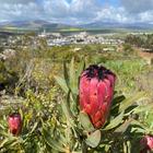 Caledon Wild Flower Garden - Xplorio™ Caledon Caledon Wild Flower Garden - Xplorio™ Caledon