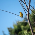 Caledon Wild Flower Garden - Xplorio™ Caledon Caledon Wild Flower Garden - Xplorio™ Caledon