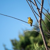 Caledon Wild Flower Garden - Xplorio™ Caledon