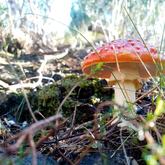 Caledon Wild Flower Garden - Xplorio™ Caledon