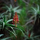 Caledon Wild Flower Garden - Xplorio™ Caledon Caledon Wild Flower Garden - Xplorio™ Caledon