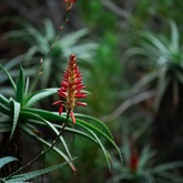 Caledon Wild Flower Garden - Xplorio™ Caledon