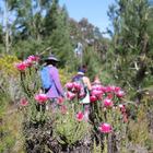 Caledon Wild Flower Garden - Xplorio™ Caledon Caledon Wild Flower Garden - Xplorio™ Caledon