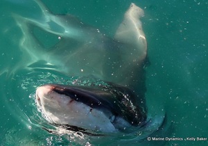 Daily Blog: 28 March 2022 | Shark Cage Diving in South Africa