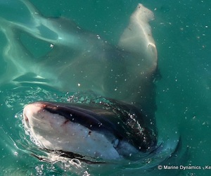 Daily Blog: 28 March 2022 | Shark Cage Diving in South Africa