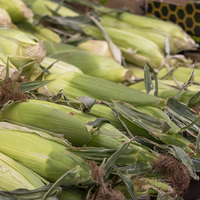 Mielies - Die Markie LaBoucherie - Xplorio™ Gansbaai 