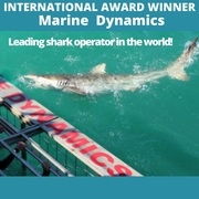 Next Marine Dynamics Shark Cage Diving Trip: 1 April 2022