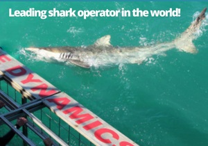 Next Marine Dynamics Shark Cage Diving Trip: 1 April 2022