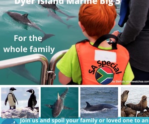 Next Dyer Island Marine Big 5 Tour: 1 April 2022