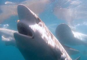 Recent Shark Cage Diving Trips with White Shark Projects