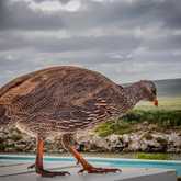 Cape Spur Fowl: Photo Credit to Laingvision - De Hoop Collection - Xplorio™ Bredasdorp