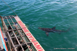 Daily Blog: 04 April 2022 | Shark Cage Diving in South Africa