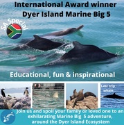 Next Dyer Island Marine Big 5 Tour: 7 April 2022