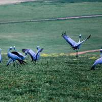 Blue Cranes - Beyond Black Mountain - Xplorio™ Caledon