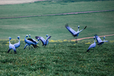 blue_cranes_1649256477