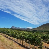 Seven Springs Vineyard - Xplorio™ Caledon