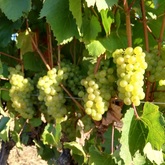 Seven Springs Vineyard - Xplorio™ Caledon