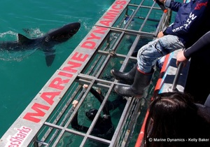 Daily Blog: 11 April 2022 | Shark Cage Diving in South Africa