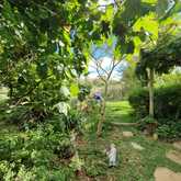 Garden - Foxy House - Xplorio™ Gansbaaii