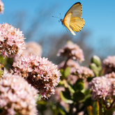 Beyond Black Mountain - Xplorio™ Caledon