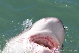 Daily Blog: 17 April 2022 | Shark Cage Diving in South Africa