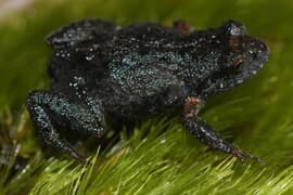 Watch The Latest Klein Swartberg Conservancy Project Update