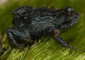 Watch The Latest Klein Swartberg Conservancy Project Update