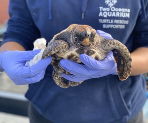 Be on the lookout for turtle hatchlings