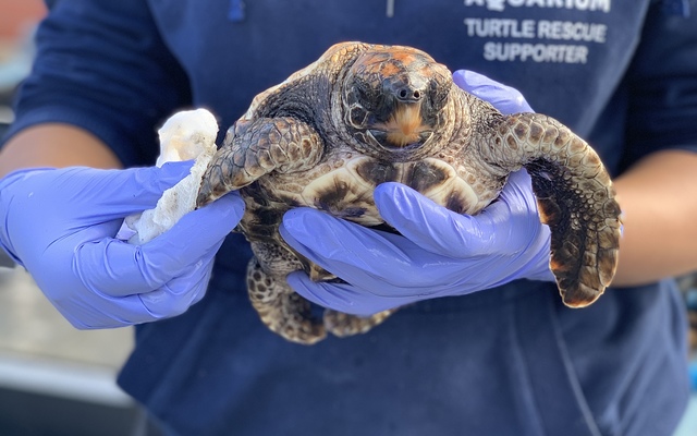 image00101_1_1650459329 image00101_1_1650459329