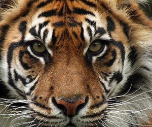 Sumatran Breeding Attempts - Gansbaai Daily News