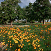 Wildflower (Photo Credit: Charl) - Beyond Black Mountain / Caledon Tourism - Xplorio™ Caledon