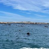 Sea - White Shark Projects - Xplorio™ Gansbaai