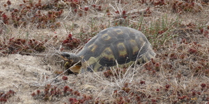 17.1_Angulate_tortoise_on_the_salt_flats_at_Nuwejaars_Wetlands_1650875271
