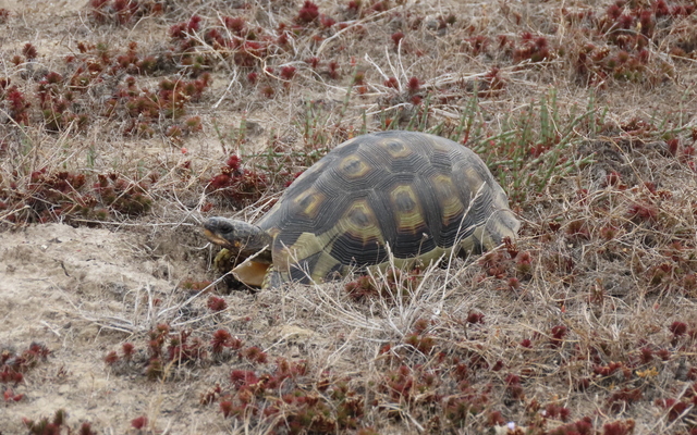 17.1_Angulate_tortoise_on_the_salt_flats_at_Nuwejaars_Wetlands_1650875271