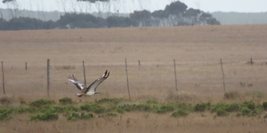 18.1_A_Denham_s_Bustard_flying_over_the_SMA_1650875272