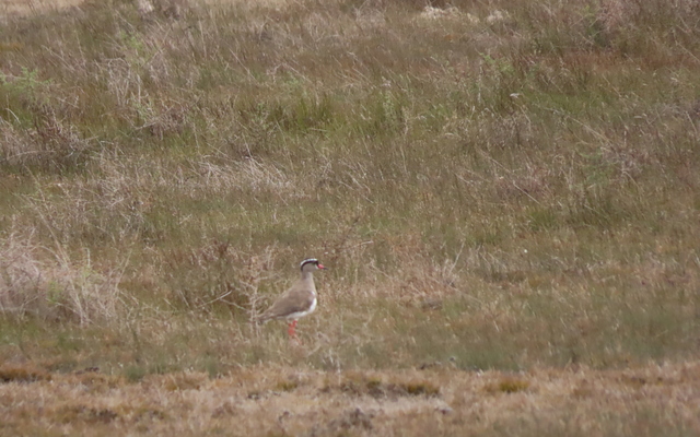 19.1_Crowned_Lapwing_1650875273