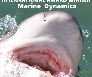 Next Marine Dynamics Shark Cage Diving Trip: 26 + 27 April 2022