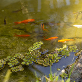 Outside Pond - The Bistro - Xplorio™ Gansbaai 