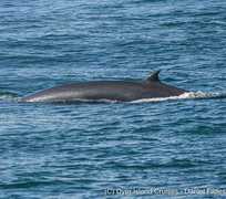 Next Dyer Island Marine Big 5 Tour: 27 April 2022