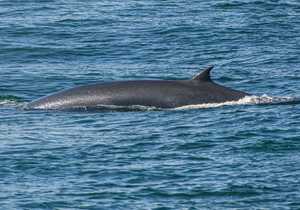 Next Dyer Island Marine Big 5 Tour: 27 April 2022