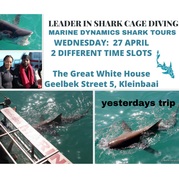 Next Marine Dynamics Shark Cage Diving Trip: 27 April 2022