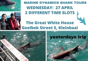 Next Marine Dynamics Shark Cage Diving Trip: 27 April 2022