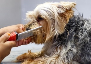 The Pet Grooming Spa is Open on Public Holidays